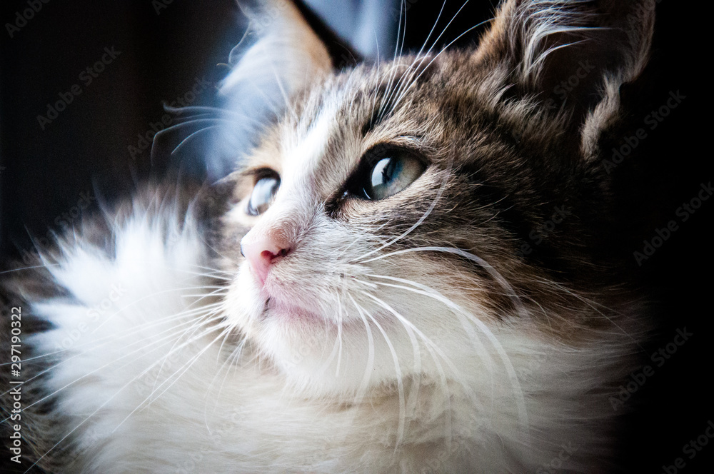 Portrait of a kitty looking out the window with a look of hope. Portrait of a kitty looking out the window with a look of hope.