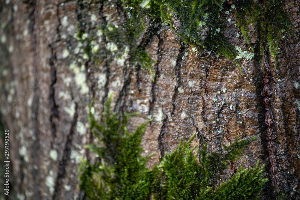 Obraz premium Textura das árvores
