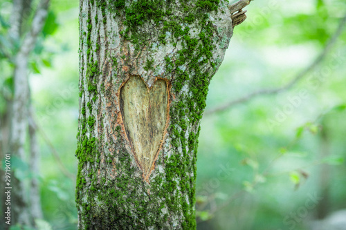 Tree with a carved heart