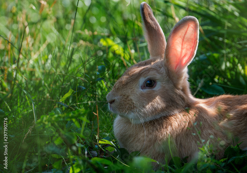 a cute rabbit resting in a grass © Vera Kuttelvaserova