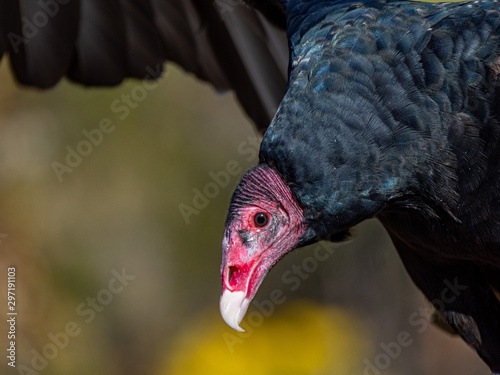 Vulture3