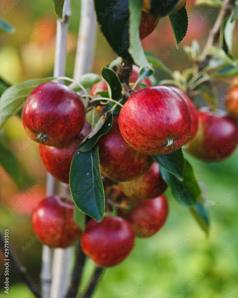 ready to harvest Red apples on apple tree branch in autumn garden ready to harvest Red apples on apple tree branch in autumn garden