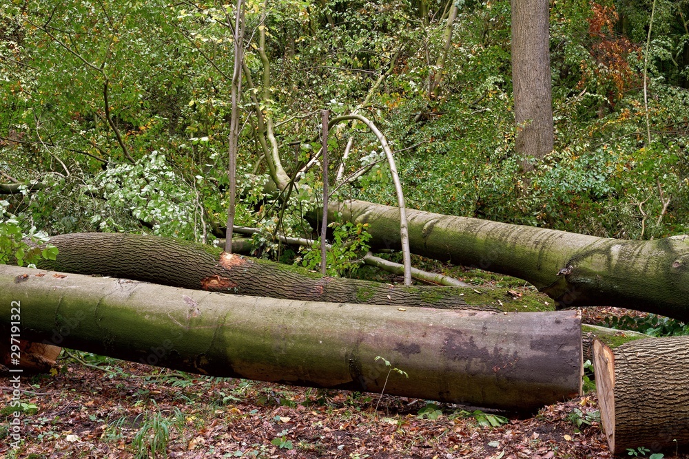 Felled Tree Trunks in Forest Clearing Felled Tree Trunks in Forest Clearing