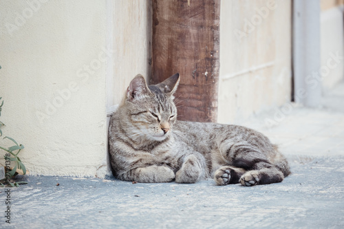 Grey Cat lying on street © Alexey Oblov