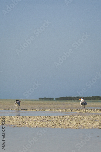Holbox beach