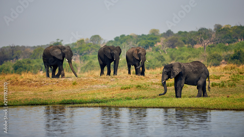 Elephants, Loxodonta africana, on the river bank.