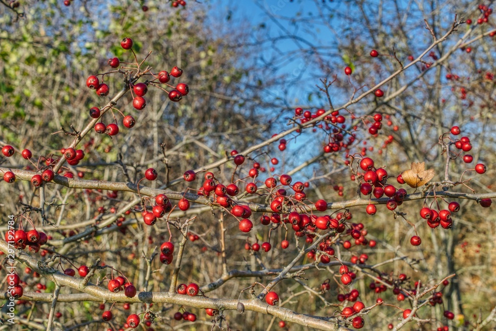 twig with ripe hawthorn fruits, hawthorn fruits a remedy for heart and blood pressure problems, hawthorn bush during fruit harvest