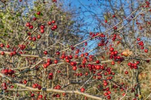 Obraz na płótnie twig with ripe hawthorn fruits, hawthorn fruits a remedy for heart and blood pressure problems, hawthorn bush during fruit harvest w salonie