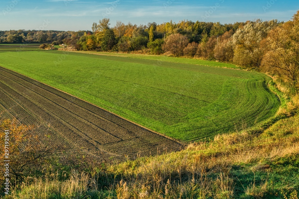 rural landscape with wheat field, autumn landscape with a winter seeded field and a plowed and forbidden field