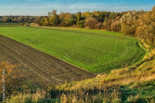 Obraz na płótnie rural landscape with wheat field, autumn landscape with a winter seeded field and a plowed and forbidden field w salonie