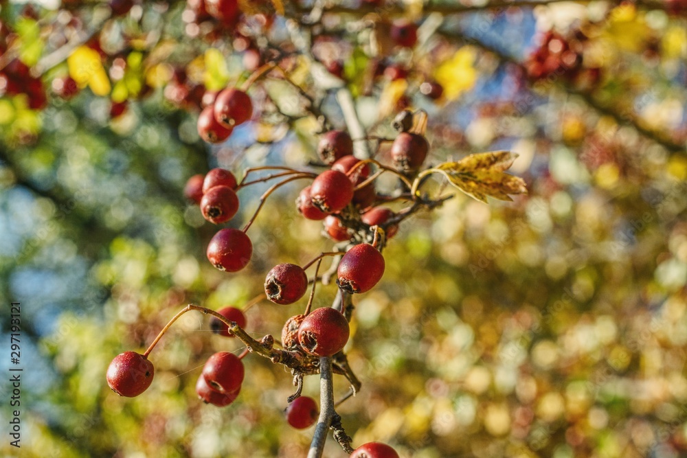 ripe hawthorn berries on a blurred interesting autumn background, hawthorn berries are a remedy for heart and blood pressure problems, hawthorn bush during fruit harvest