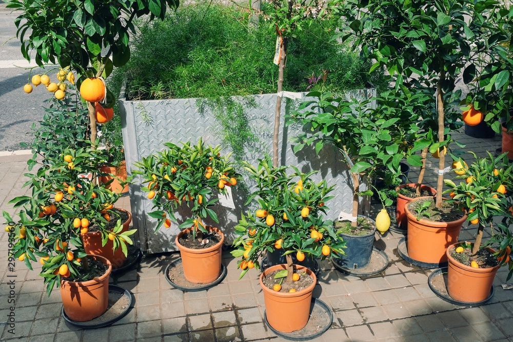 Orange,lemon,kumquat,mandarin trees in temporary plastic pots in street flower shop.Miniature citrus trees with fruits in pots for sale in the garden shop. Citrus potted plants for interior.