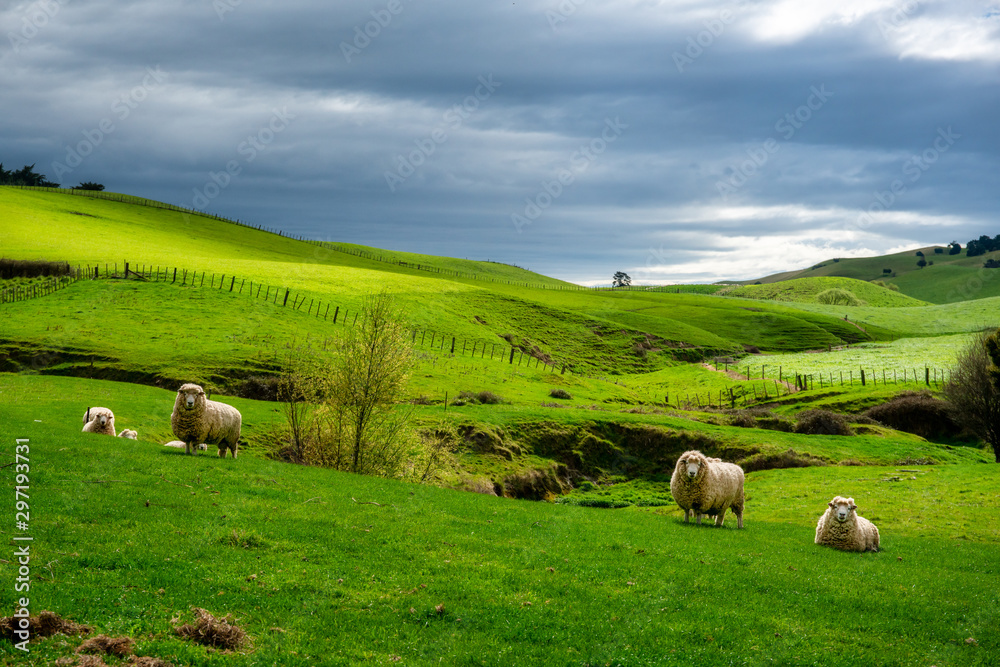 Flock of sheep grazing the rolling green farmland and posing for the camera