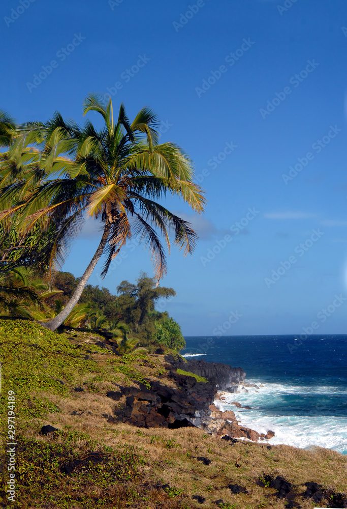 Curving Palm Tree Next to Aqua Blue Waters Curving Palm Tree Next to Aqua Blue Waters
