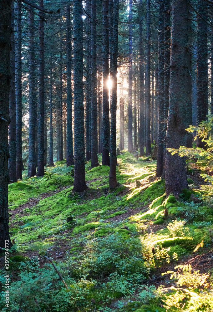 Obraz premium Mountains with forests. Carpathian Mountains