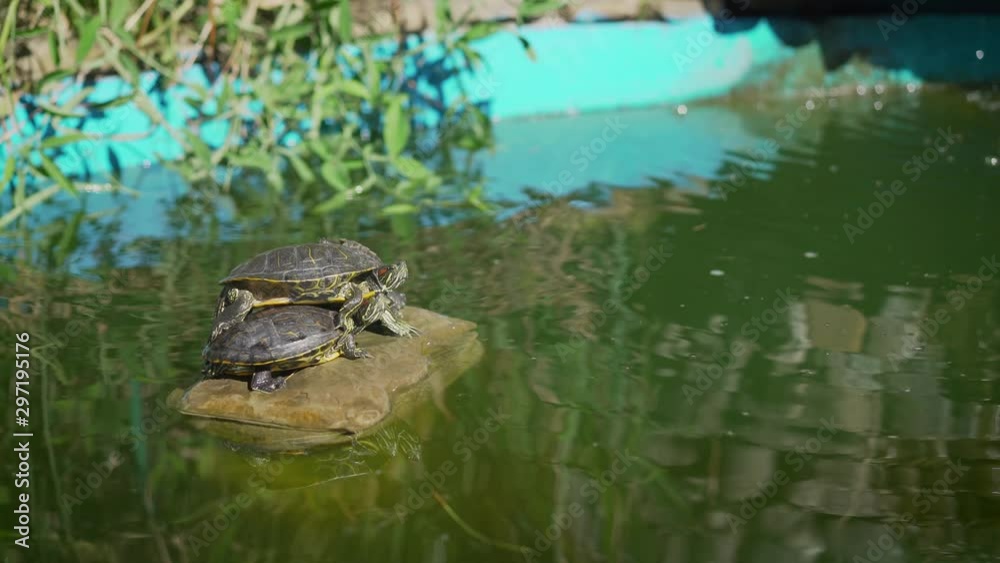 Turtles sitting on a stone and basking in the sun. Little turtles bask in the sun on the lake. Turtles sitting on a stone and basking in the sun. Little turtles bask in the sun on the lake.