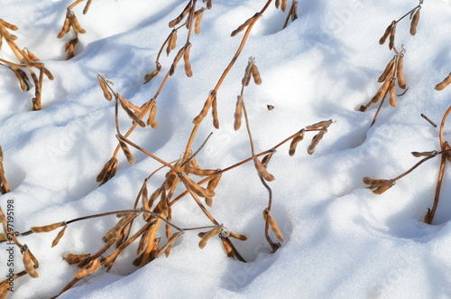 Unharvested soybean crop partially covered by early season snow.