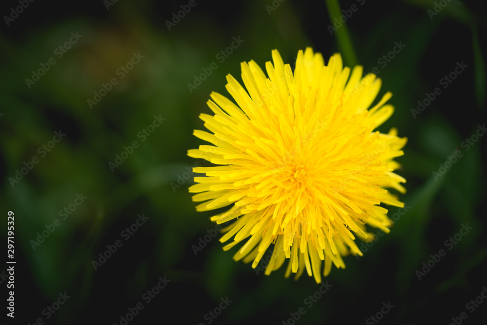 Gelbe Löwenzahnblüte mit grünen Hintergrund Gelbe Löwenzahnblüte mit grünen Hintergrund