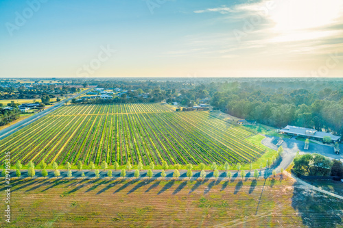 Aerial view of beautiful vineyard in Moama  Australia