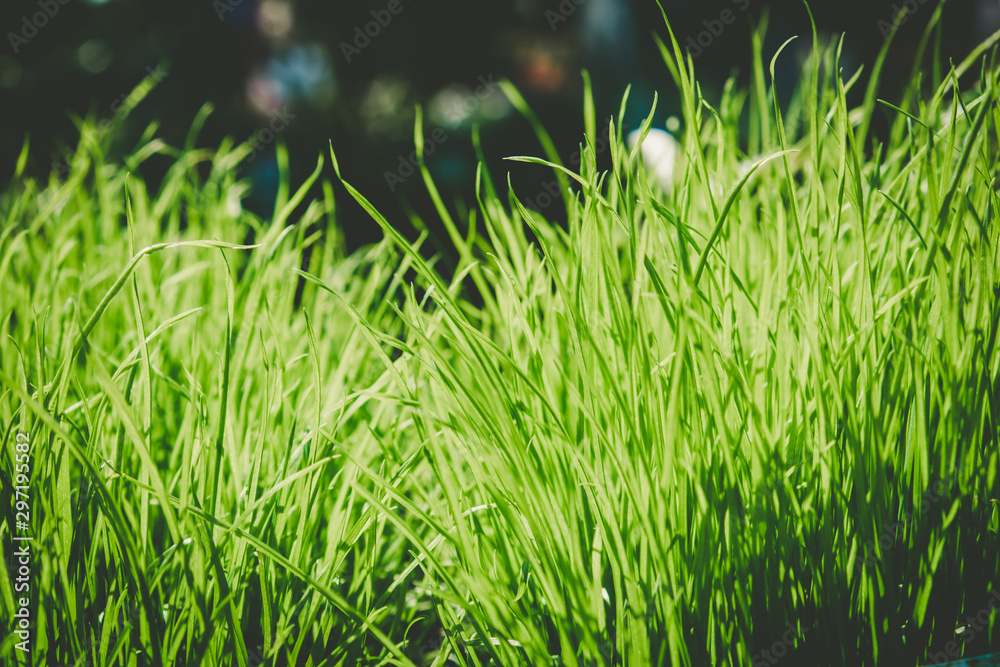 Vivid green grass shoots against blurred background