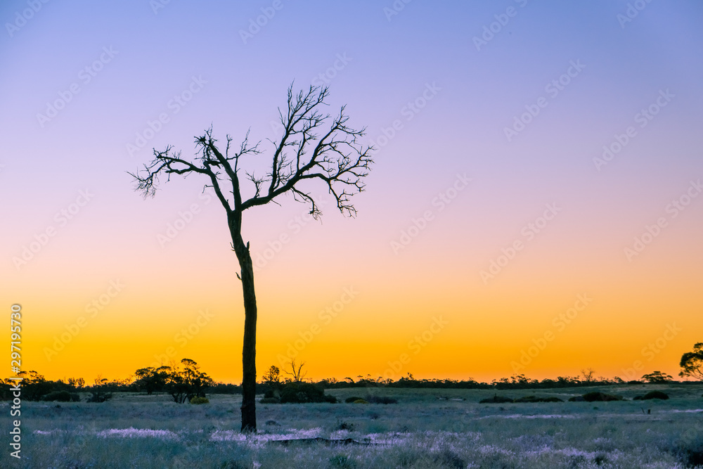 Bare tree silhouette closeup at golden sunset in Australian desert with copy space Bare tree silhouette closeup at golden sunset in Australian desert with copy space