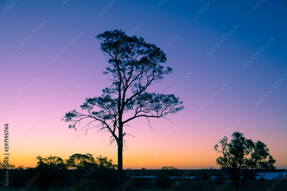 Tree silhouette at dusk in Australia