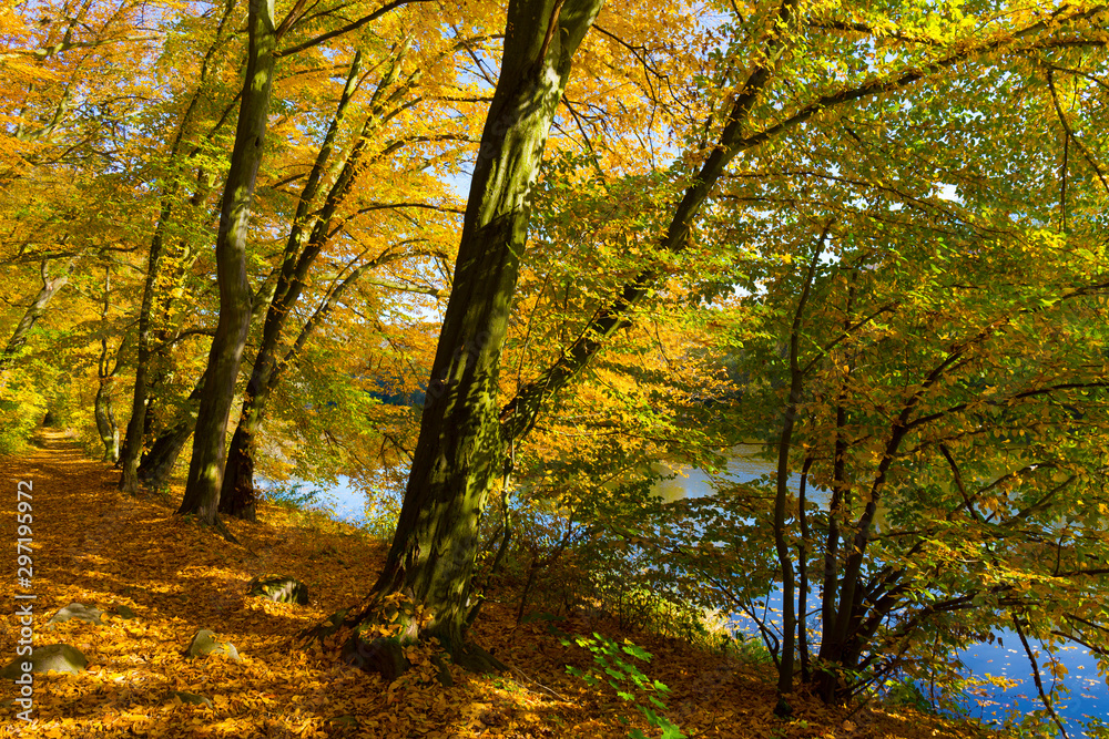 Colorful autumn Nature with old big Trees about River Sazava in Central Bohemia, Czech Republic