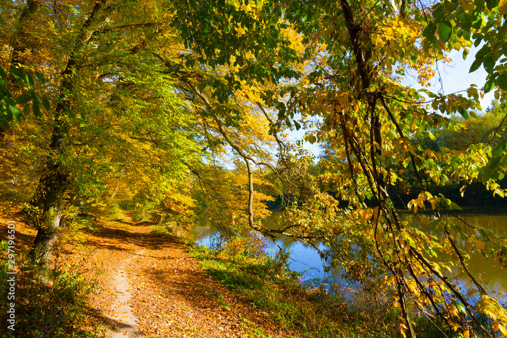 Colorful autumn Nature with old big Trees about River Sazava in Central Bohemia, Czech Republic