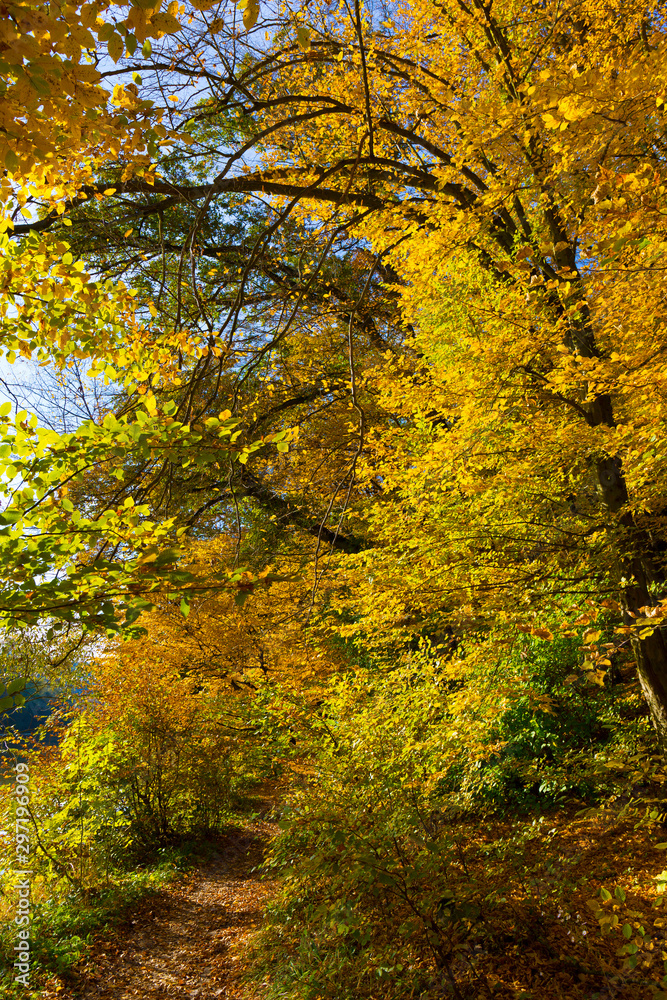 Colorful autumn Nature with old big Trees about River Sazava in Central Bohemia, Czech Republic Colorful autumn Nature with old big Trees about River Sazava in Central Bohemia, Czech Republic