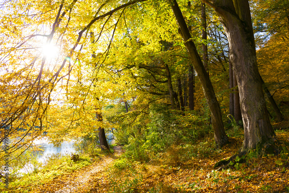 Colorful autumn Nature with old big Trees about River Sazava in Central Bohemia, Czech Republic Colorful autumn Nature with old big Trees about River Sazava in Central Bohemia, Czech Republic