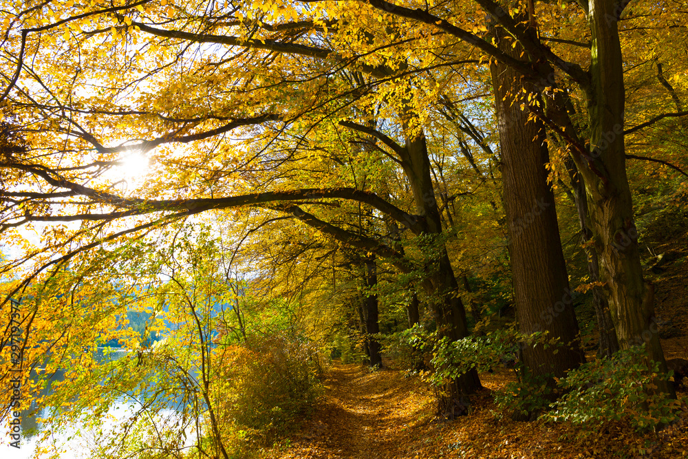 Colorful autumn Nature with old big Trees about River Sazava in Central Bohemia, Czech Republic