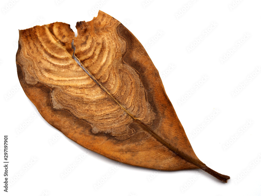Hoja de Magnolia seca con dibujos de un hongo Hoja de Magnolia seca con dibujos de un hongo