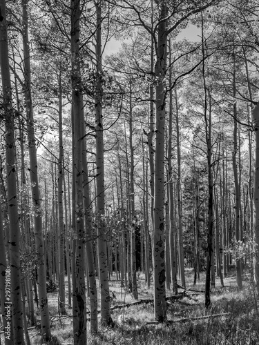 Aspen Grove B W