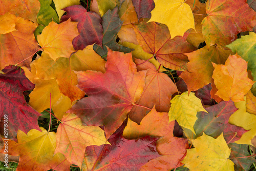 Fall colorful autumn maple leaves background texture