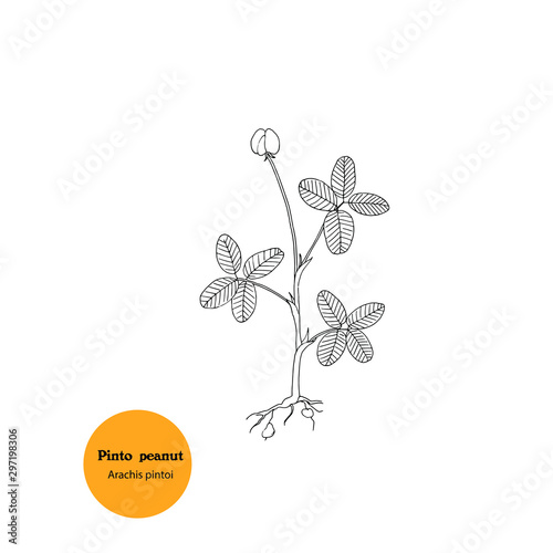 Illustration of Arachis pintoi, Pinto peanut, food and forage plant.