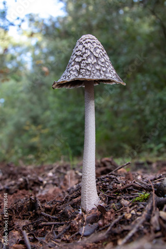 Shaggy ink cap (Coprinus comatus) on the forest