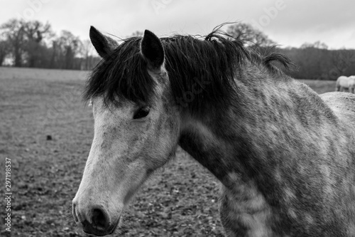 portrait of a horse in a meadow © TMC
