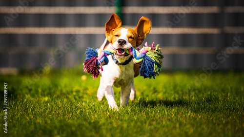 Beagle dog jumping and running like crazy with a toy in a outdoor towards the camera