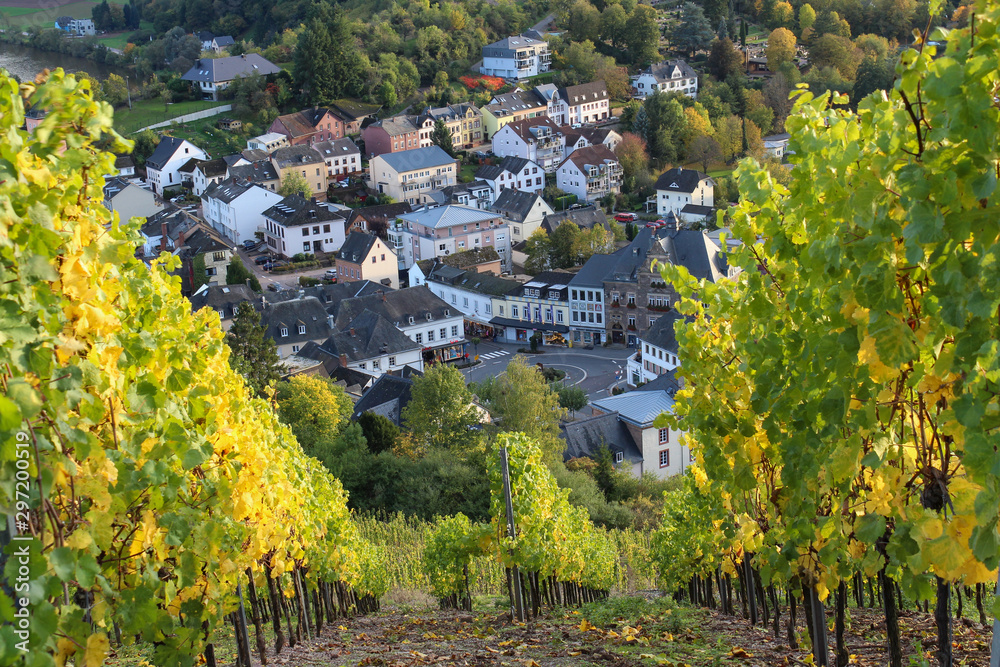 Vineyard in Saarburg, Germany. View from the hill with rows of grapes plants on the town of Saarburg. October, autumn, green and yellow leaves. 