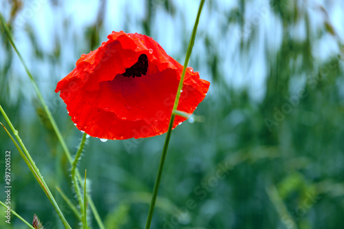 Red poppy flower leaning under the weight of raindrops