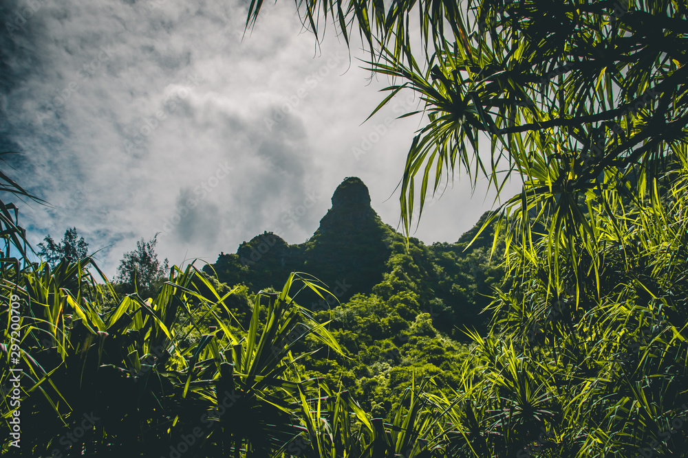 Kalalau Trail Jungle