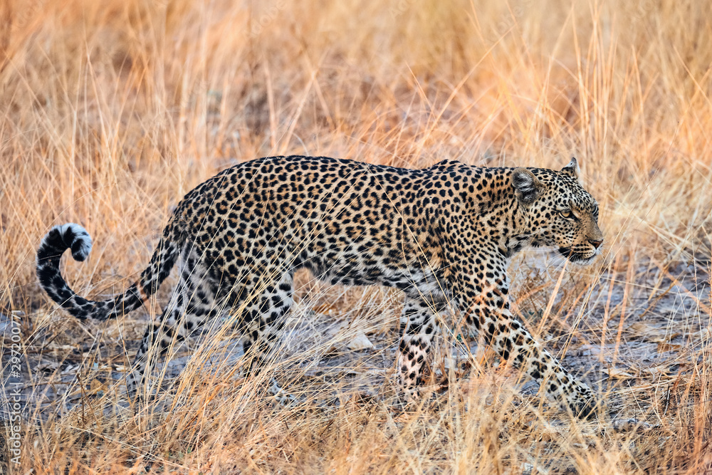 Beautiful leopard  (Panthera pardus) walking.