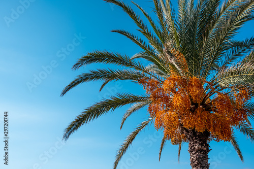 Palm tree, close photo of palm tree and palm fruit, sky is clean blue