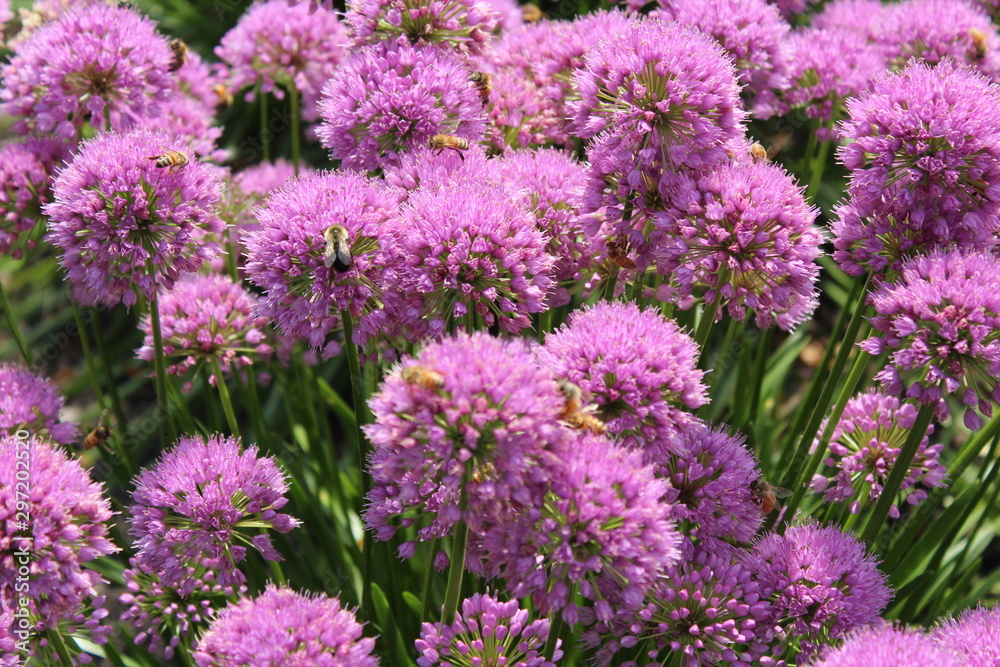 Obraz premium purple flowers in the garden
