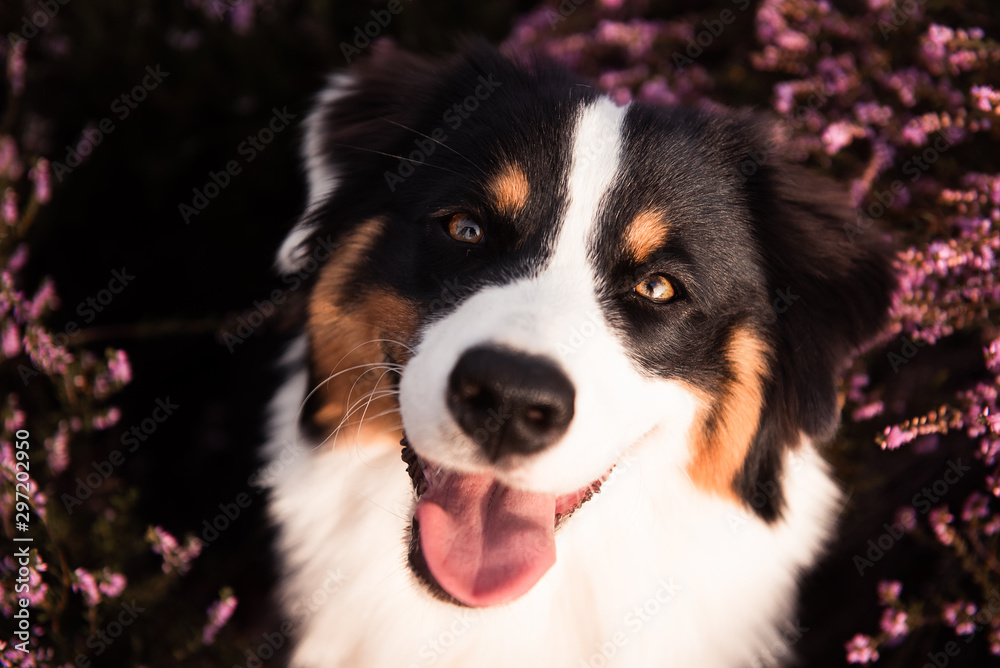 Australian Shepard schaut frontal vor einem lila Hintergrund in die Kamer // Top Shot