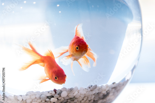 Fotografie, Obraz Goldfish in Aquarium