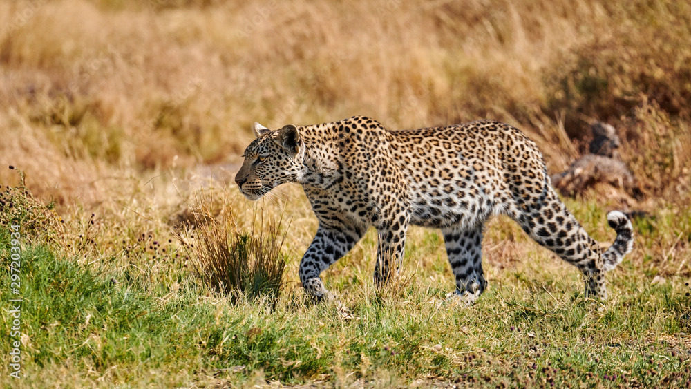 Obraz premium Young leopard (Panthera pardus) walking.