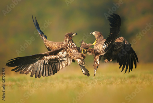 Fototapeta Naklejka Na Ścianę i Meble -  White tailed eagle (Haliaeetus albicilla) fighting in autumn scenery
