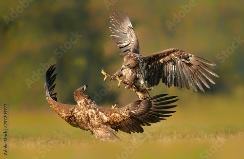 Obraz na płótnie White tailed eagle (Haliaeetus albicilla) fighting in autumn scenery