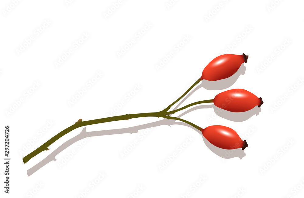 Hagebutten Samen, Wildrosen Frucht, Vektor Illustration isoliert auf weißem Hintergrund Hagebutten Samen, Wildrosen Frucht, Vektor Illustration isoliert auf weißem Hintergrund